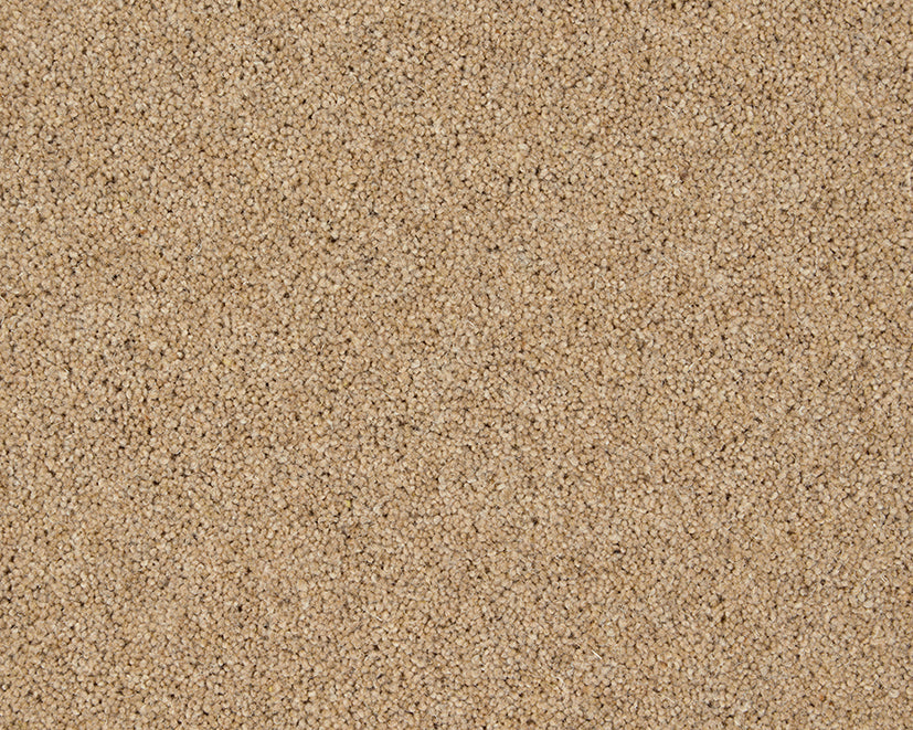 Carisbrooke Goldcrest Free Sample